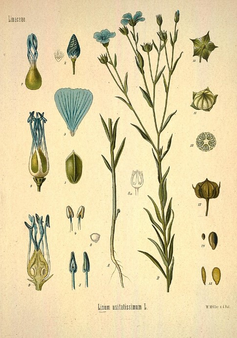 Структурата на обикновения лен