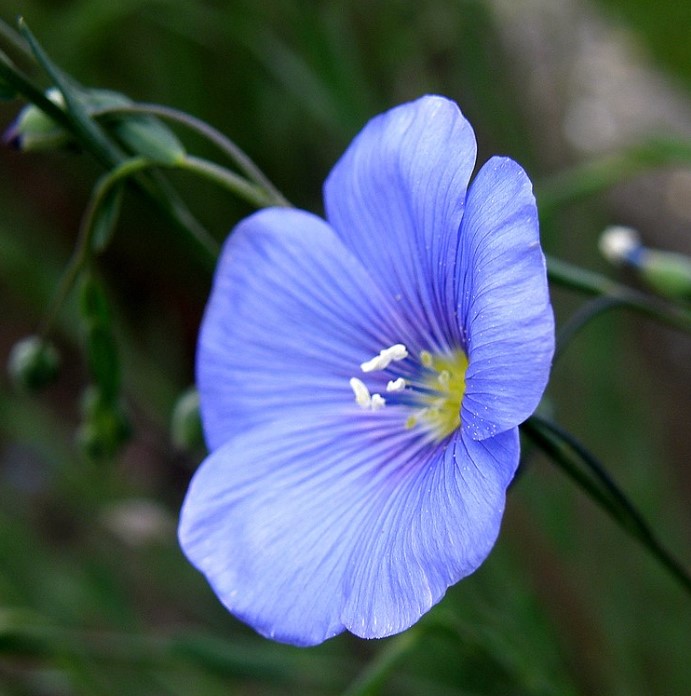 Цвете от обикновен лен