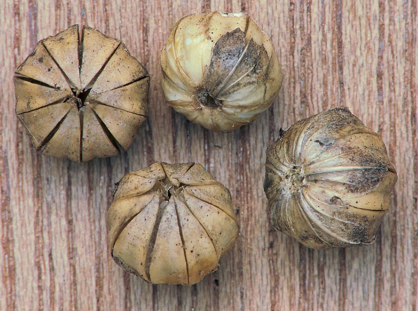 Кутия за семена