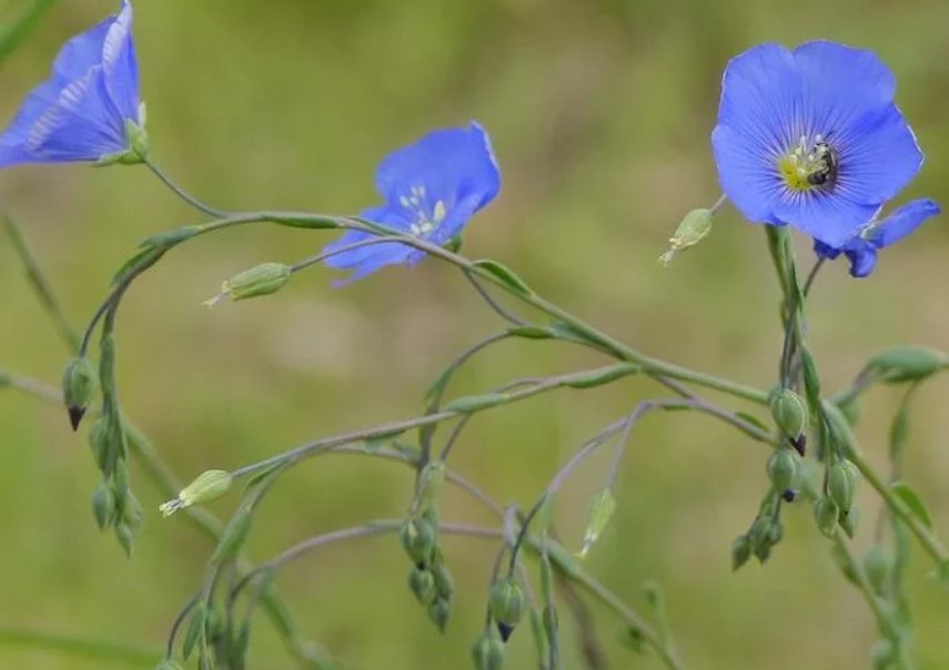 Съцветия от обикновен лен