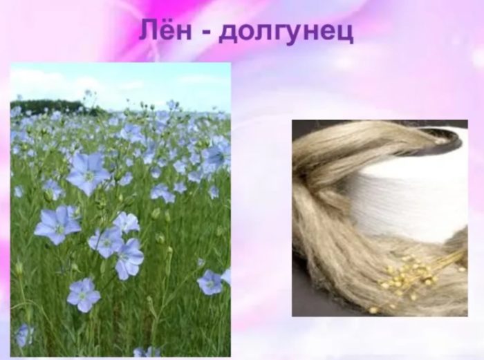 Обикновен лен Лен