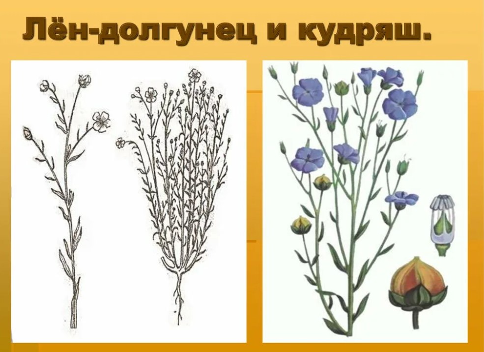 Сортове обикновен лен