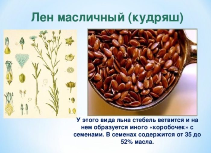 Лен за масло Лен за маслодайно семе