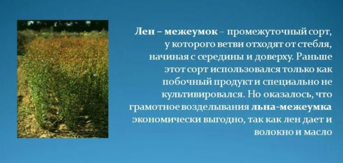 Лен за влакна и масло Ленен межеумок