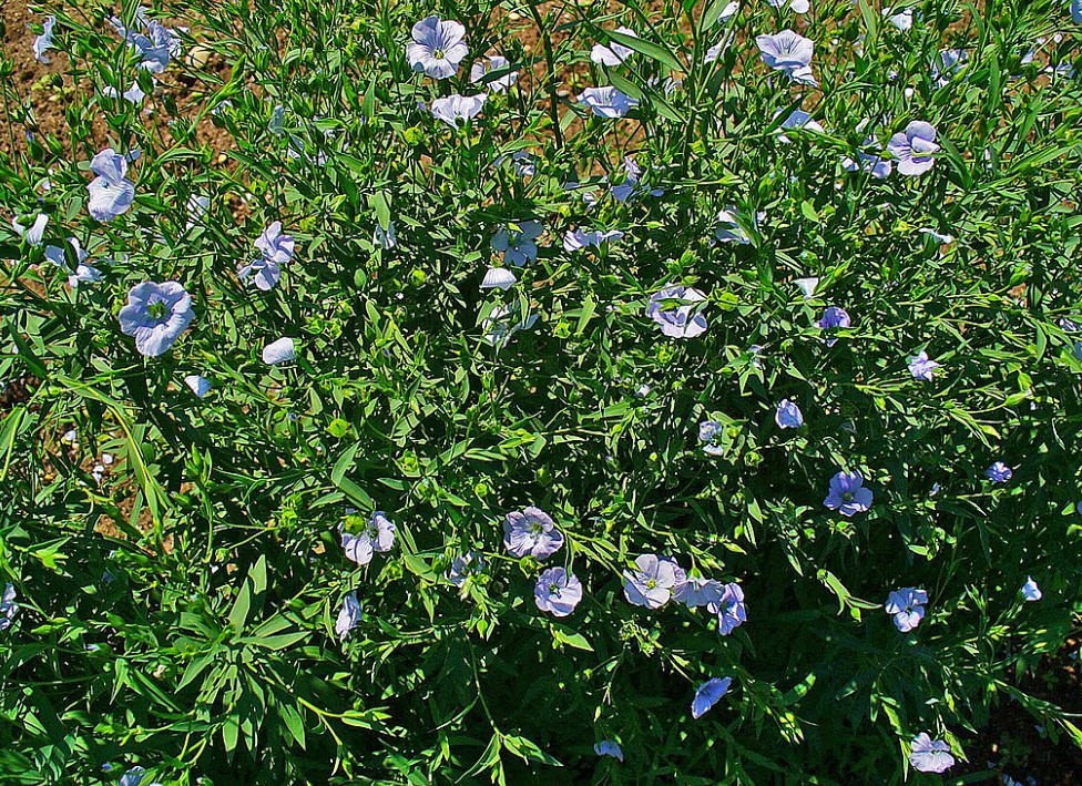 Храсти от обикновен лен