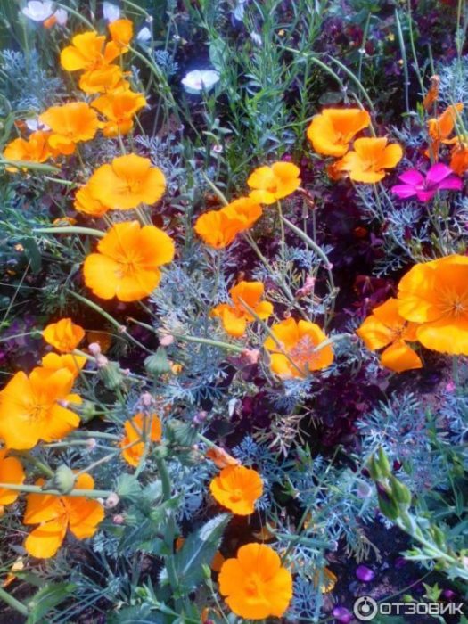 Оранжеви цветя Ешолция