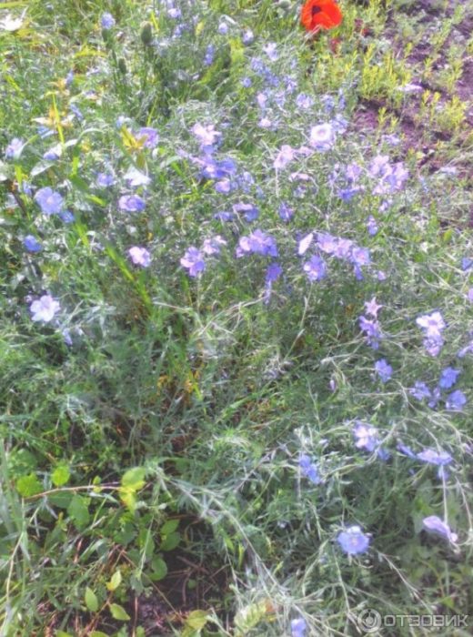 Ленена трева Лен и мак на полето