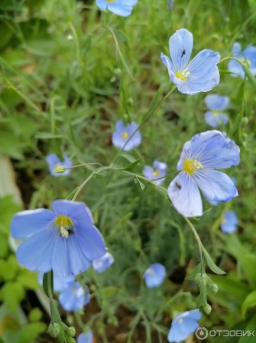 Лен на вилата Син лен