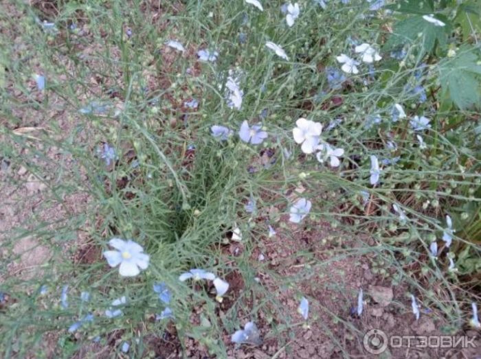 Тревисто растение със сини цветове Син ленен храст