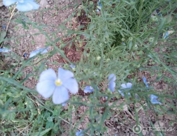 Появата на сини цветя Синьо цвете