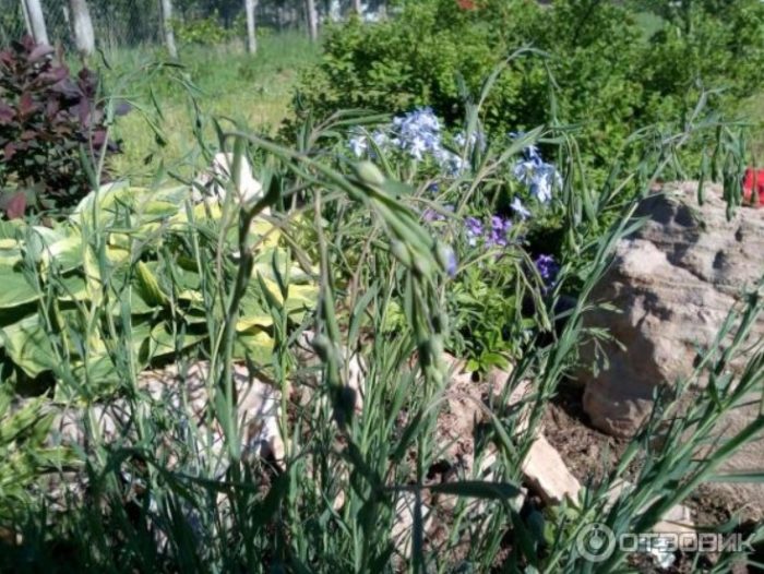 Алпийска пързалка Ленени храсти