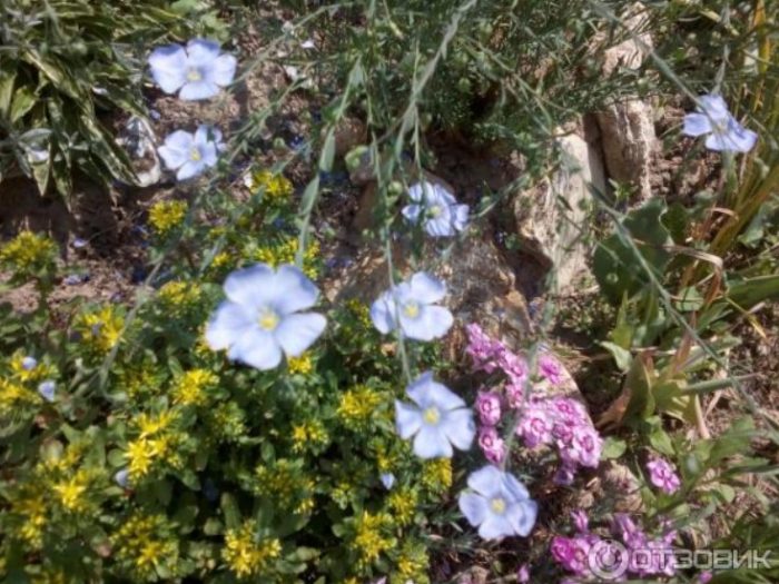 Лен към полка Многогодишен лен