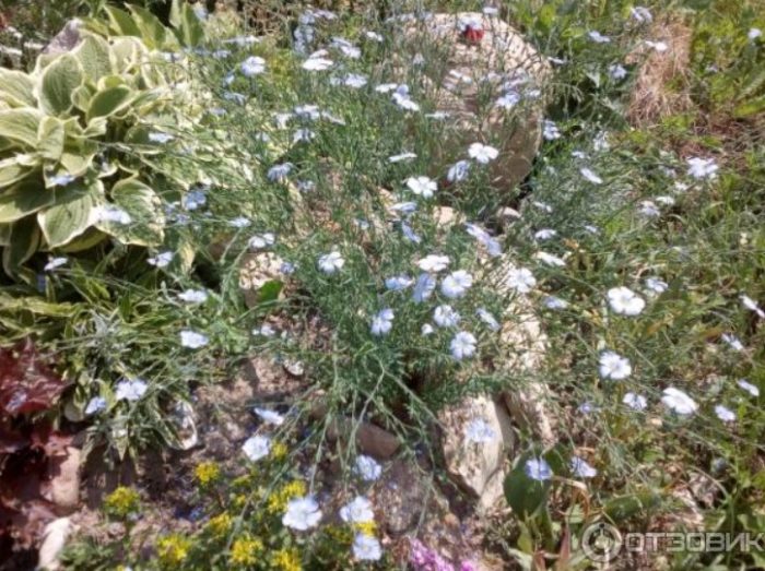 Засаждане сред цветя Лен сред тревата