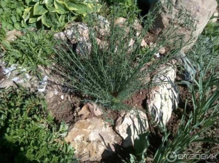 Засаждане на лен Засаждане на лен сред камъни