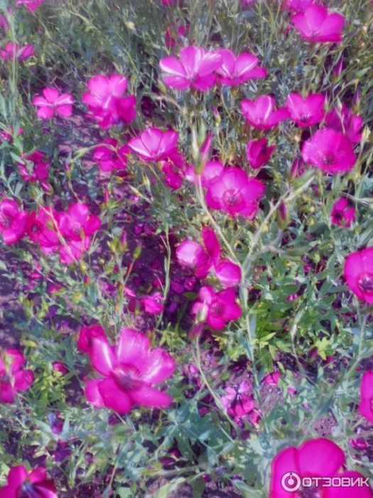 Лен с едри цветове Червен лен