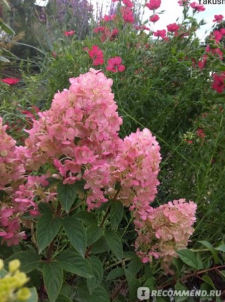 Розова хортензия с червен лен Ленен фон за хортензия