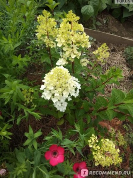 Бяла хортензия с червен лен Бяла хортензия и червен лен