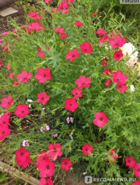 Червени ленени храсти Червен лен