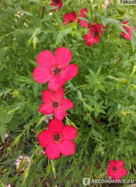 Червен лен Червени ленени цветове