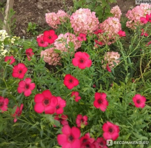 Лен с едри цветове Цветова комбинация