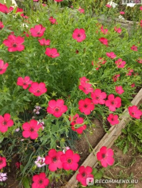 Лен в градината Едроцветна липа