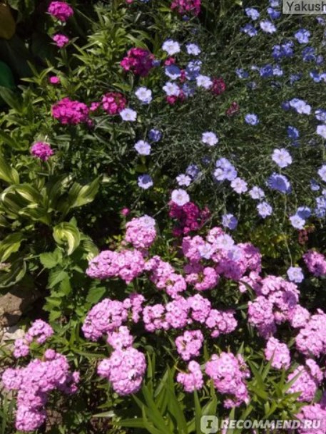 Цветя с лен Лен в цветната леха