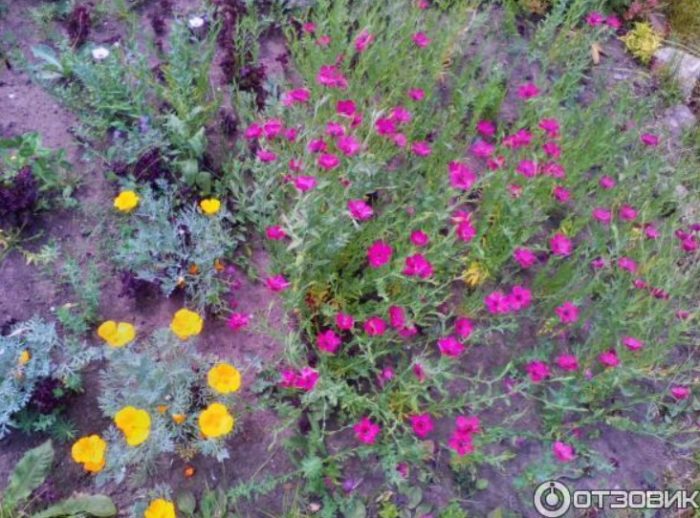 Цветова комбинация Цветя в градината