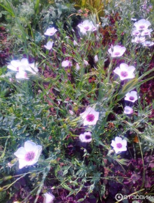 Лен с едри цветове Лен с едри цветове