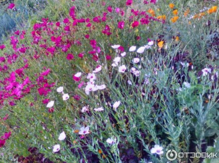 Цветова палитра Цветя на вилата