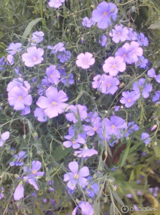 Син лен Цветя от метличина