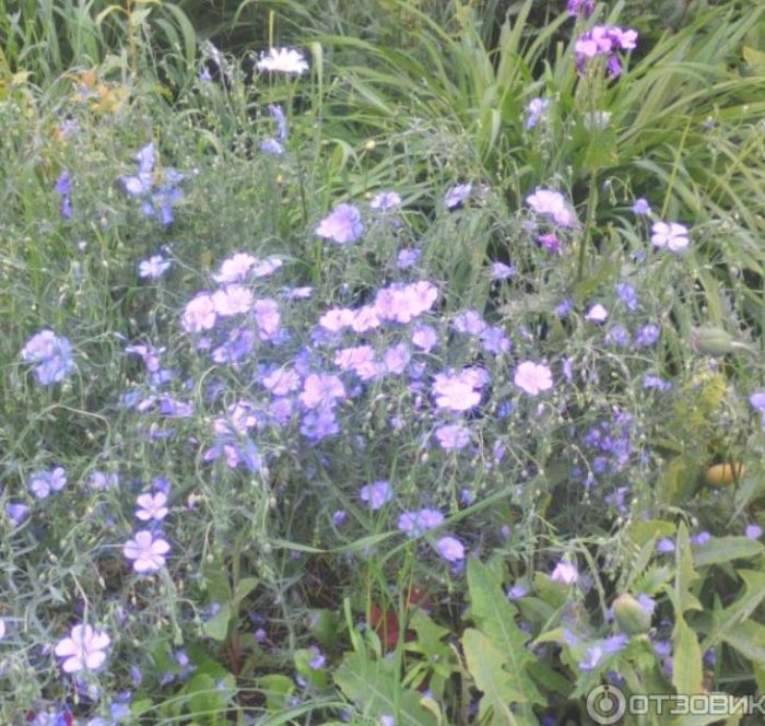 Сини цветя в тревата Лен сред тревата