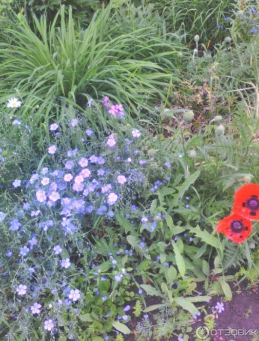 Червен мак и син лен Мак и лен