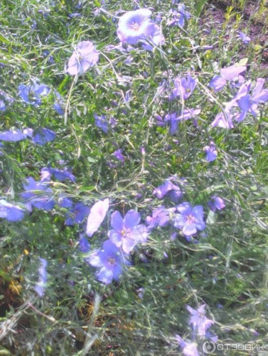 Сини цветя Син лен