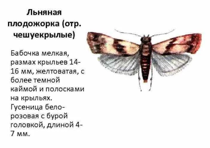 Вредител от пеперуди Ленен молец