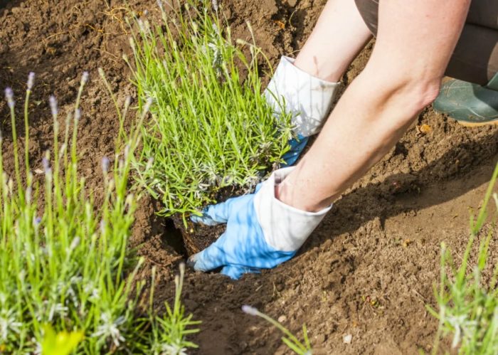 Засаждане на ленени разсади в земята Засаждане на лен