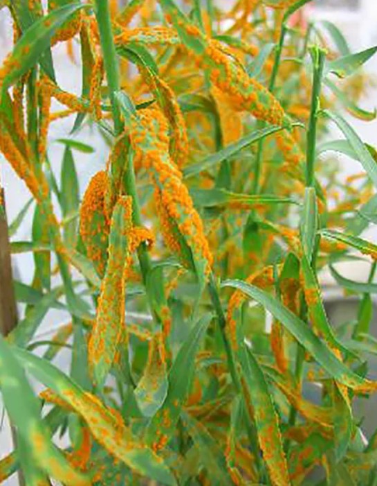 Ръжда по ленените листа Ръжда от лен