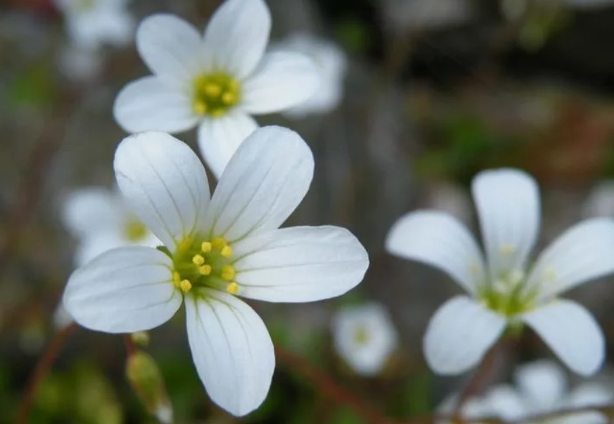 Цветно слабително
