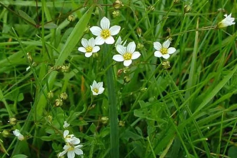 Ленът е слабително средство в тревата