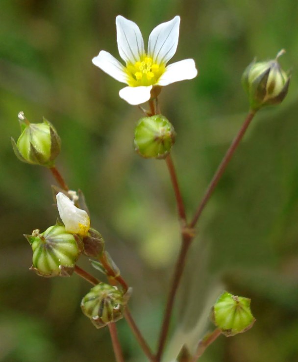 Съцветие от лен