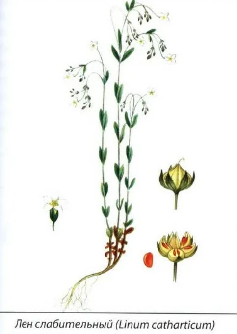 Структурата на слабителното от ленено семе