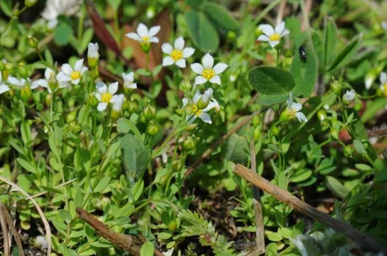 Лаксатив от ленен храст