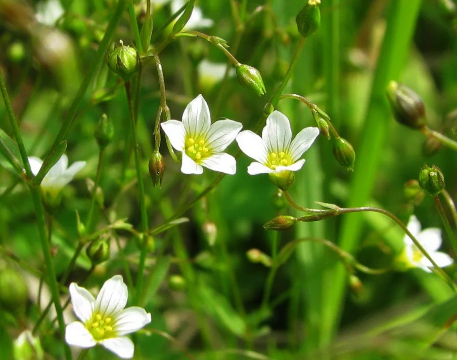 Ленено слабително на полето