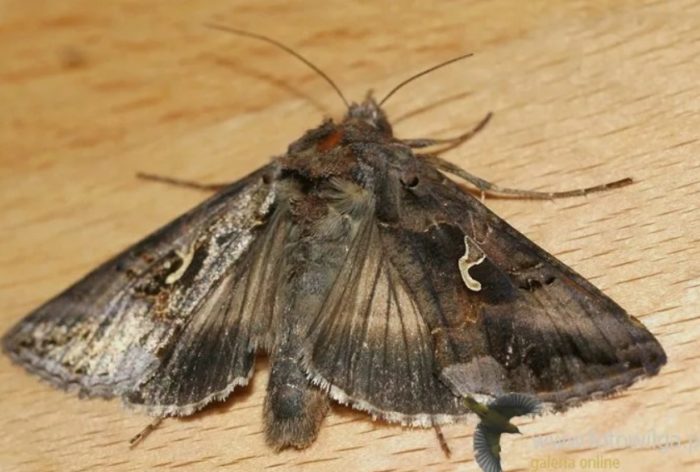 Вредно насекомо Вредителят гама молец