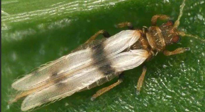 Ленени трипси Ленени трипси