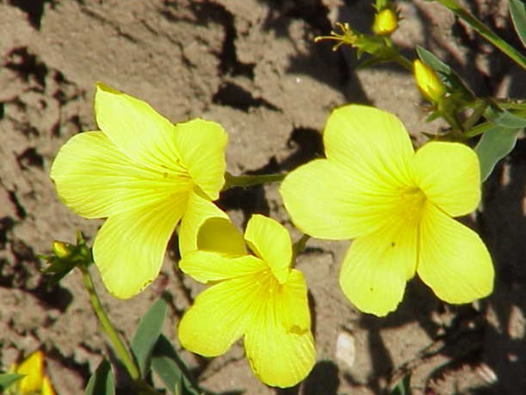 Жълт лен в пясъците