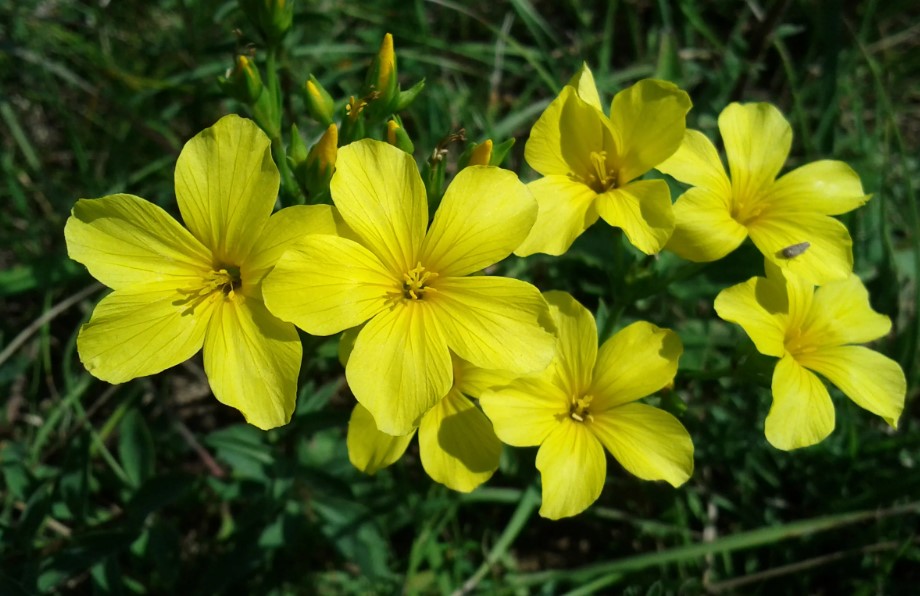 Жълти ленени цветя