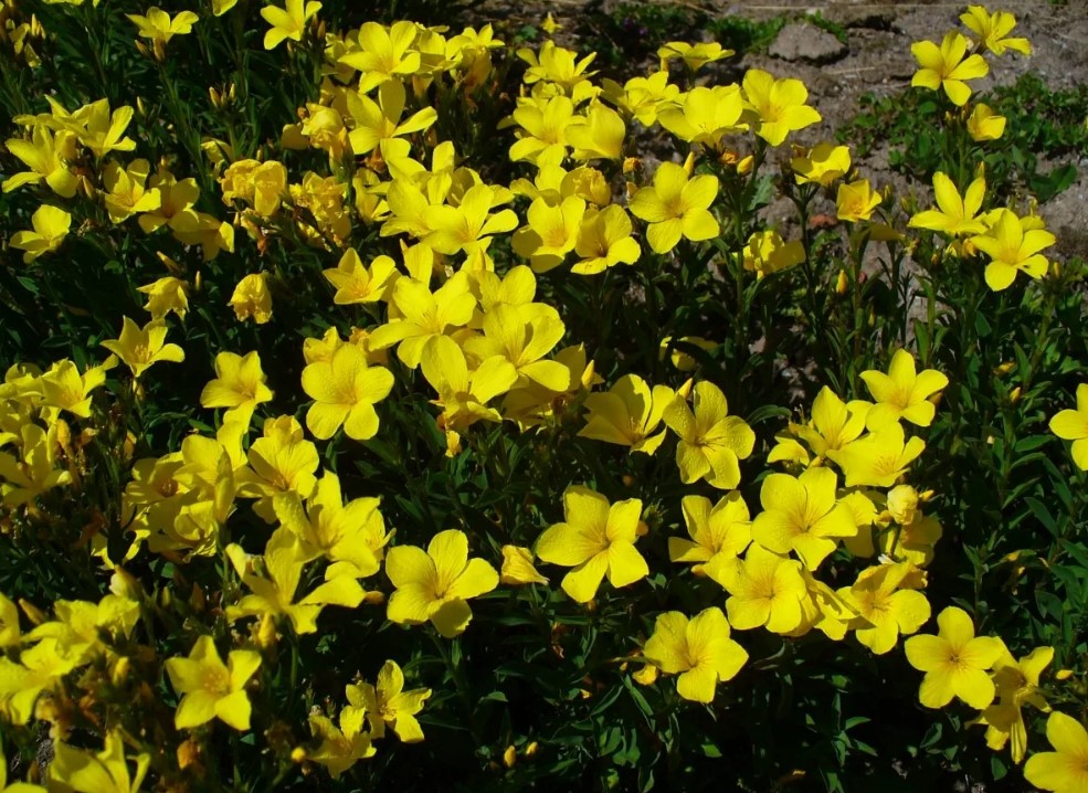 Жълто цъфтящ лен