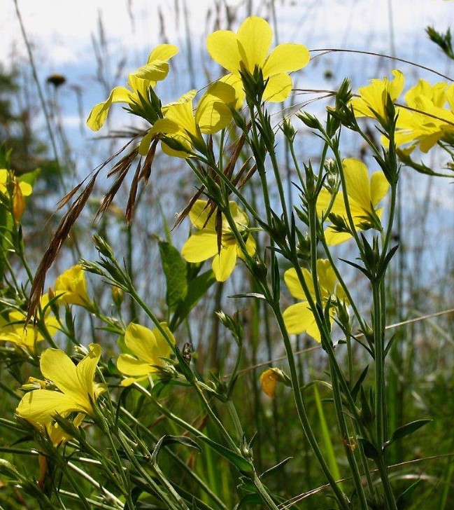 Жълти ленени цветя сред тревата