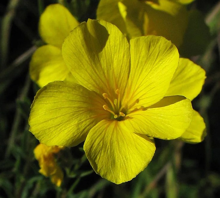 Жълто цвете