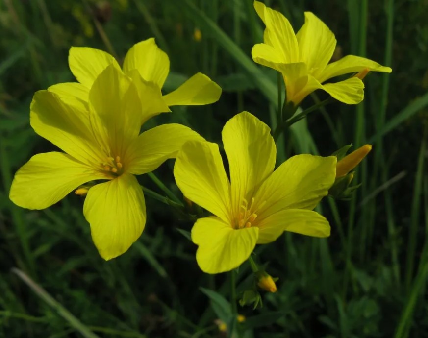 Ленени цветя